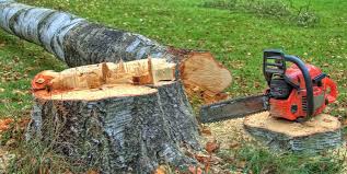 Trusted Lisle, IL Tree Care Experts