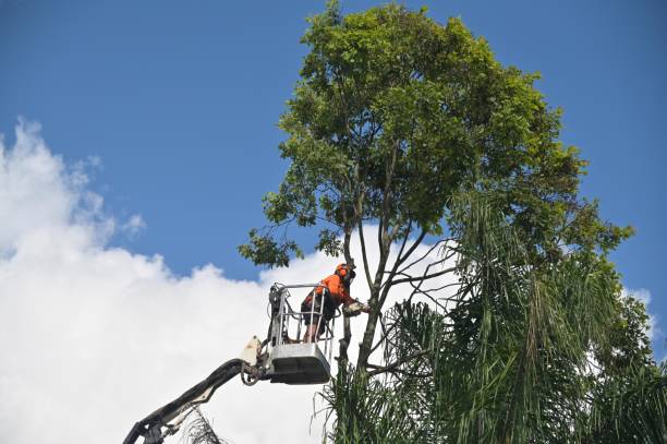 Lawn Maintenance Plans in Lisle, IL