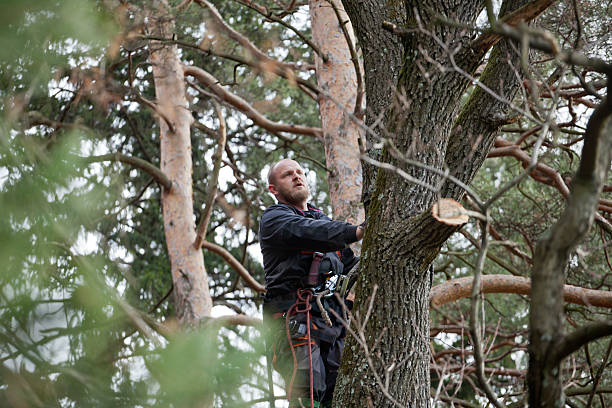 How Our Tree Care Process Works  in  Lisle, IL